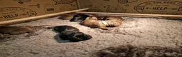 Miniature Dachshund dogs for sale: Beautiful litter of pups available  in Newmarket - Advert 5