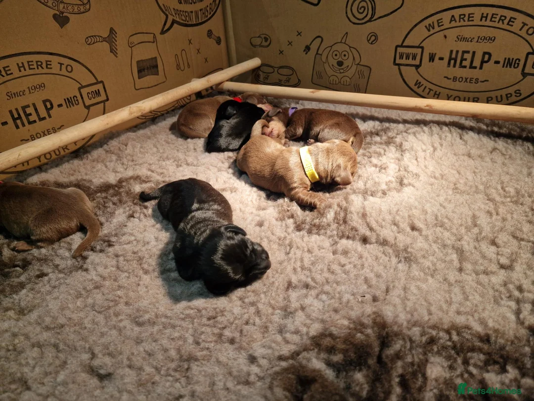 Miniature Dachshund dogs for sale: Beautiful litter of pups available  in Newmarket - Advert 5