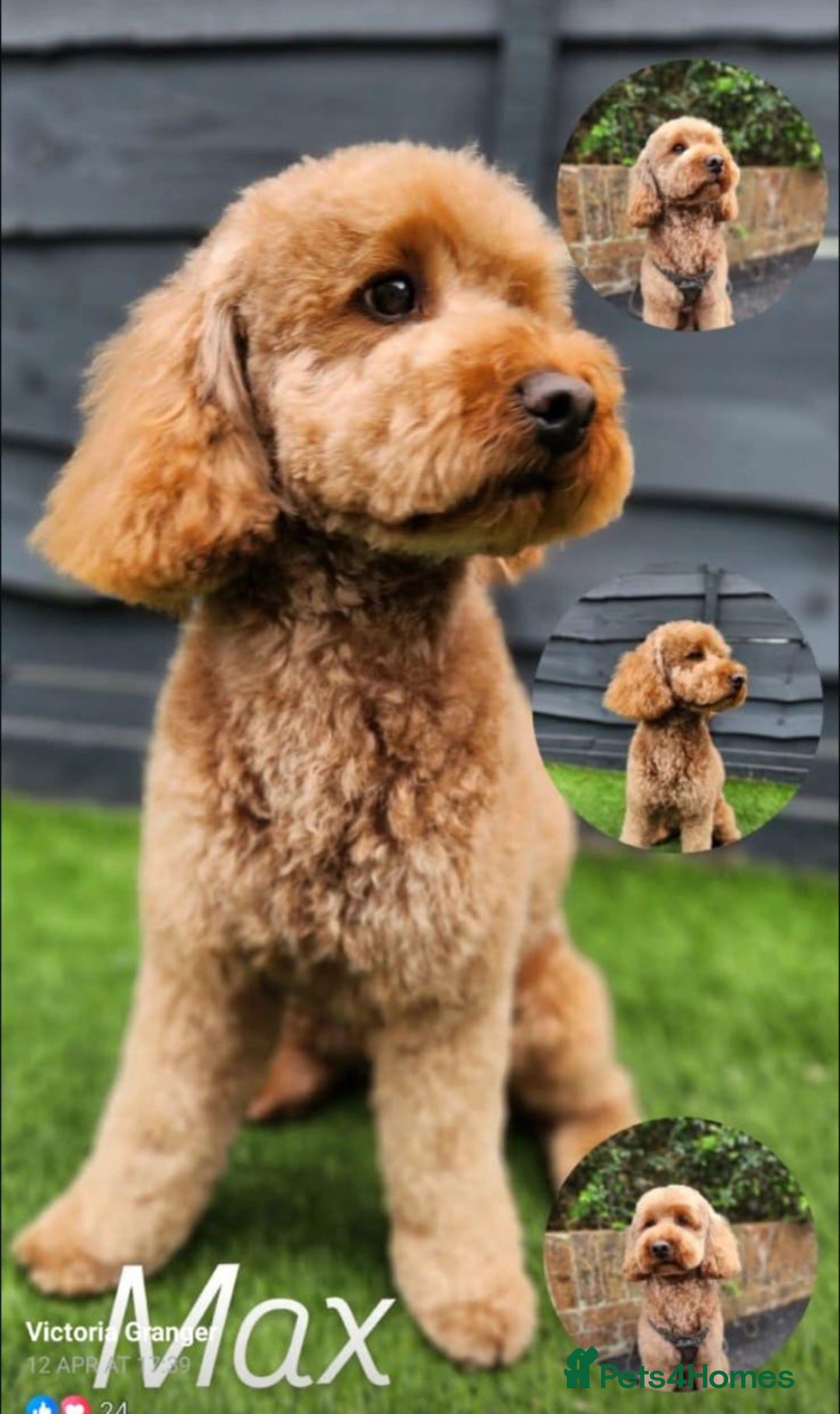 Cockapoo dogs for sale: Beautiful Black Cockapoo Pups - Image 5