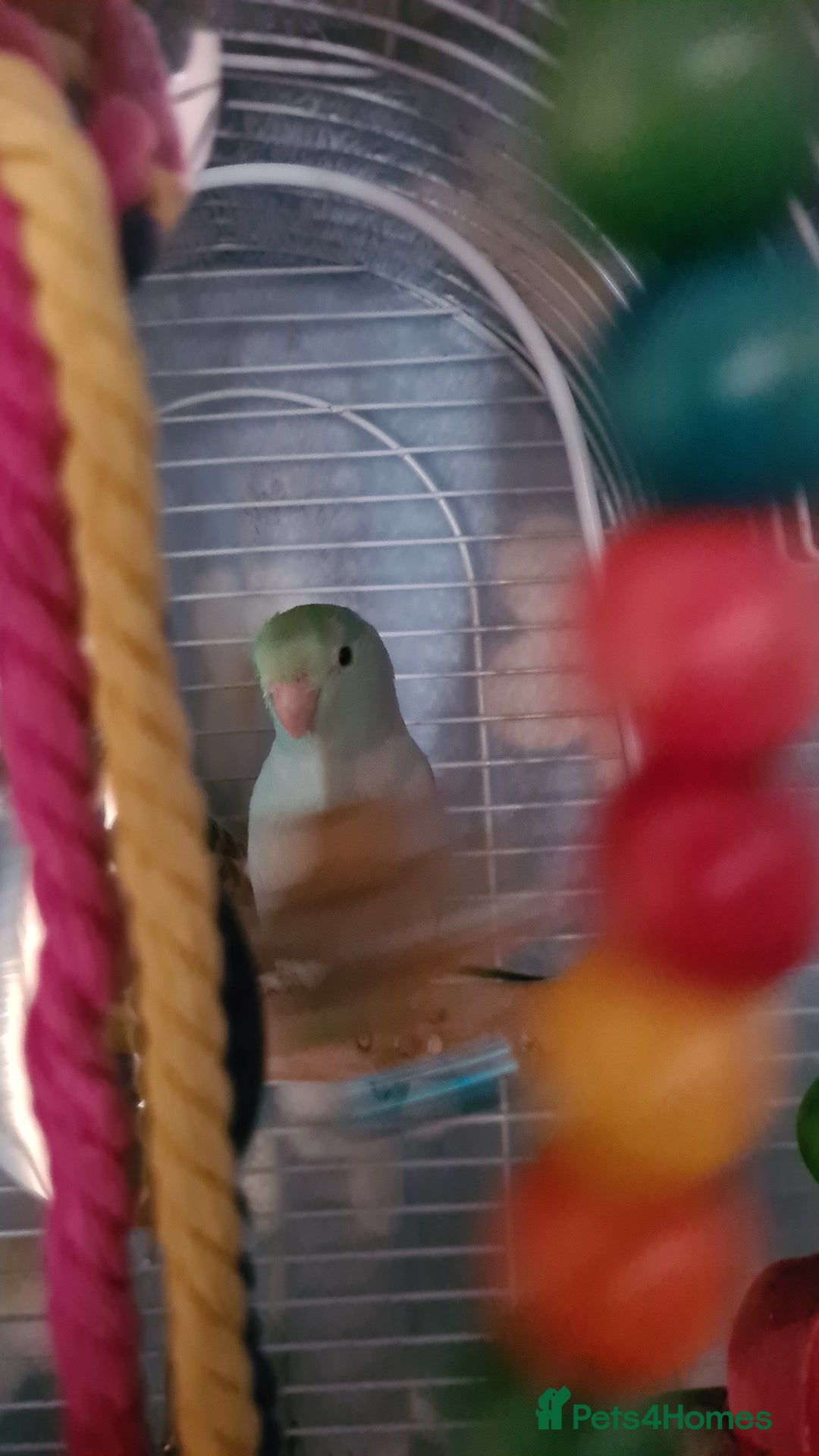 Budgerigars birds for sale: 3 budgies and 1 paralette  - Advert 5