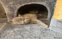British Longhair cats for sale: Beautiful British long hair kittens  - Image 1