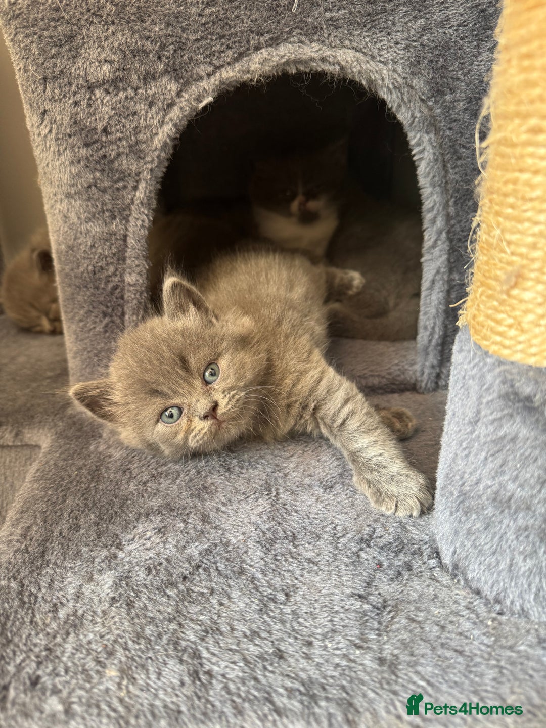 British Longhair cats for sale: Beautiful British long hair kittens  - Image 1