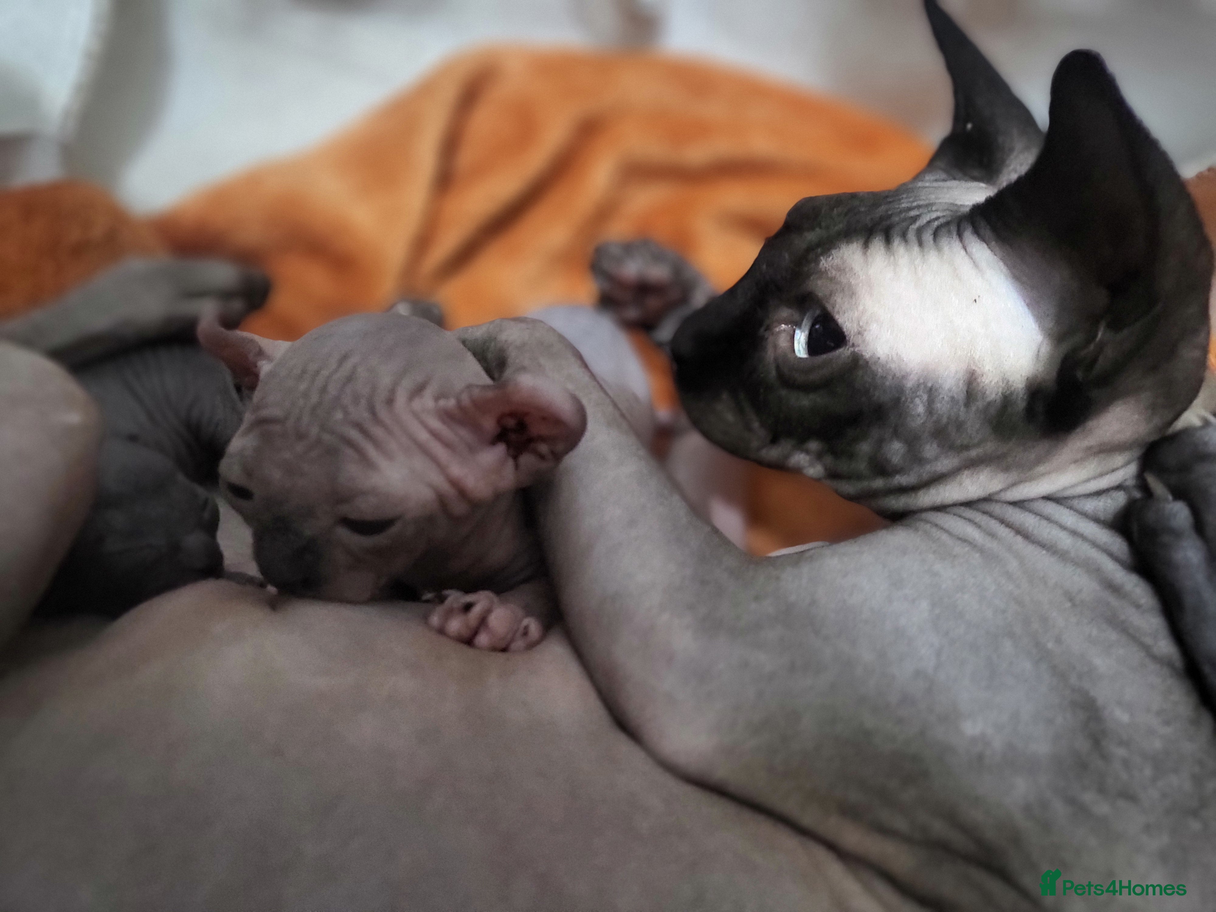 Sphynx cats Sphynx - Advert 5