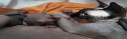 Sphynx cats for sale: Sphynx - Advert 1