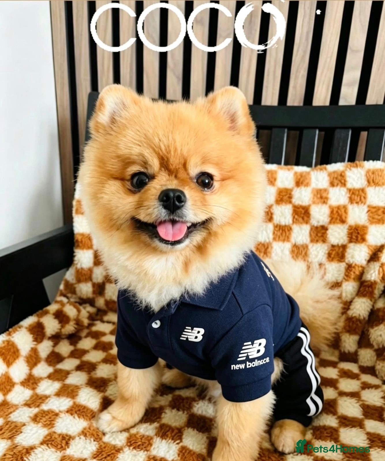 Pomeranian dogs 💙✨BLUE & HAZEL EYES 👀 EXPERIENCED POM STUDS🏆 - Advert 2