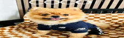 Pomeranian dogs for stud: 💙✨BLUE & HAZEL EYES 👀 EXPERIENCED POM STUDS🏆 - Advert 2