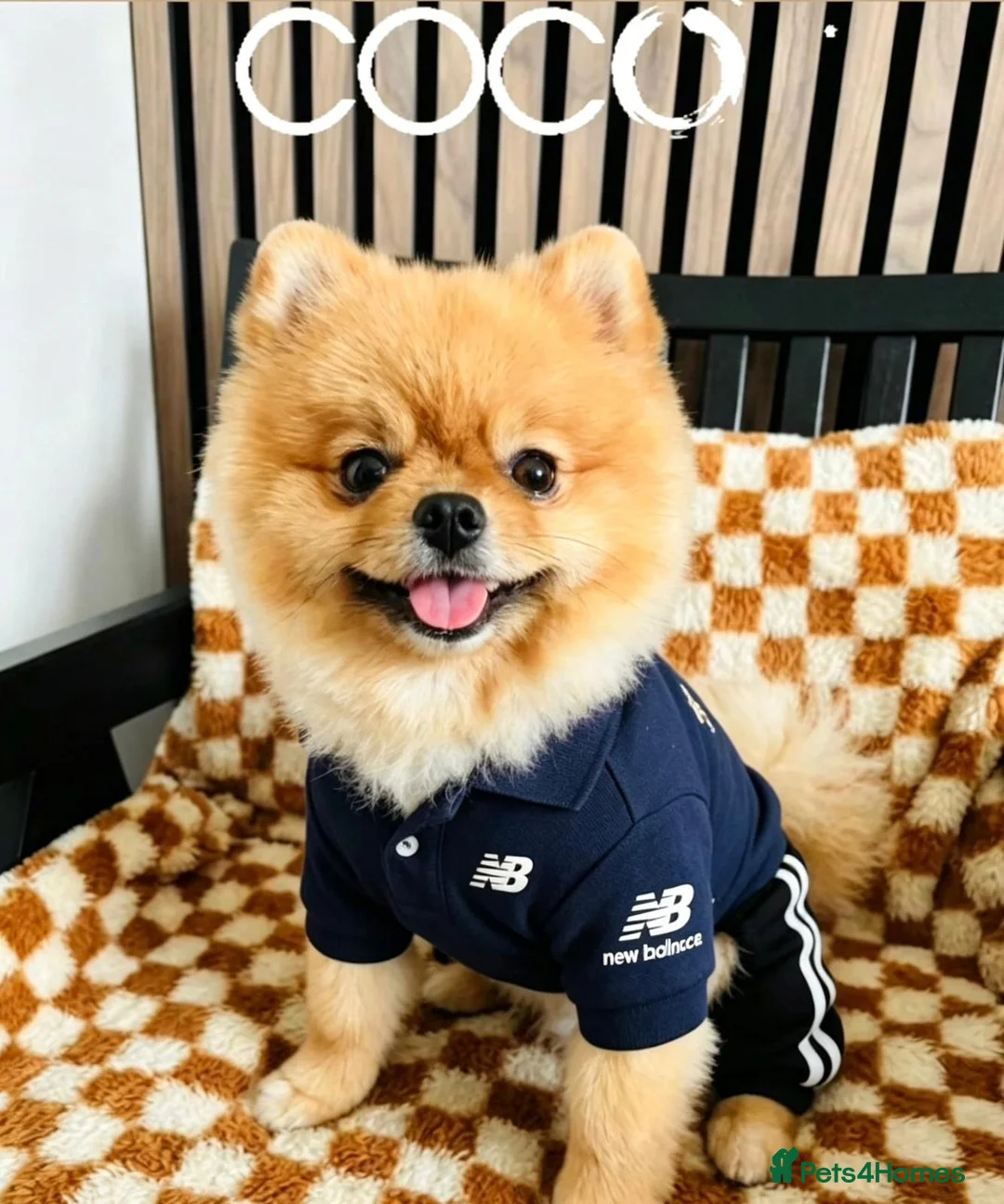 Pomeranian dogs for stud: 💙✨BLUE & HAZEL EYES 👀 EXPERIENCED POM STUDS🏆 - Advert 2