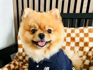Pomeranian dogs 💙✨BLUE & HAZEL EYES 👀 EXPERIENCED POM STUDS🏆 - Advert 2
