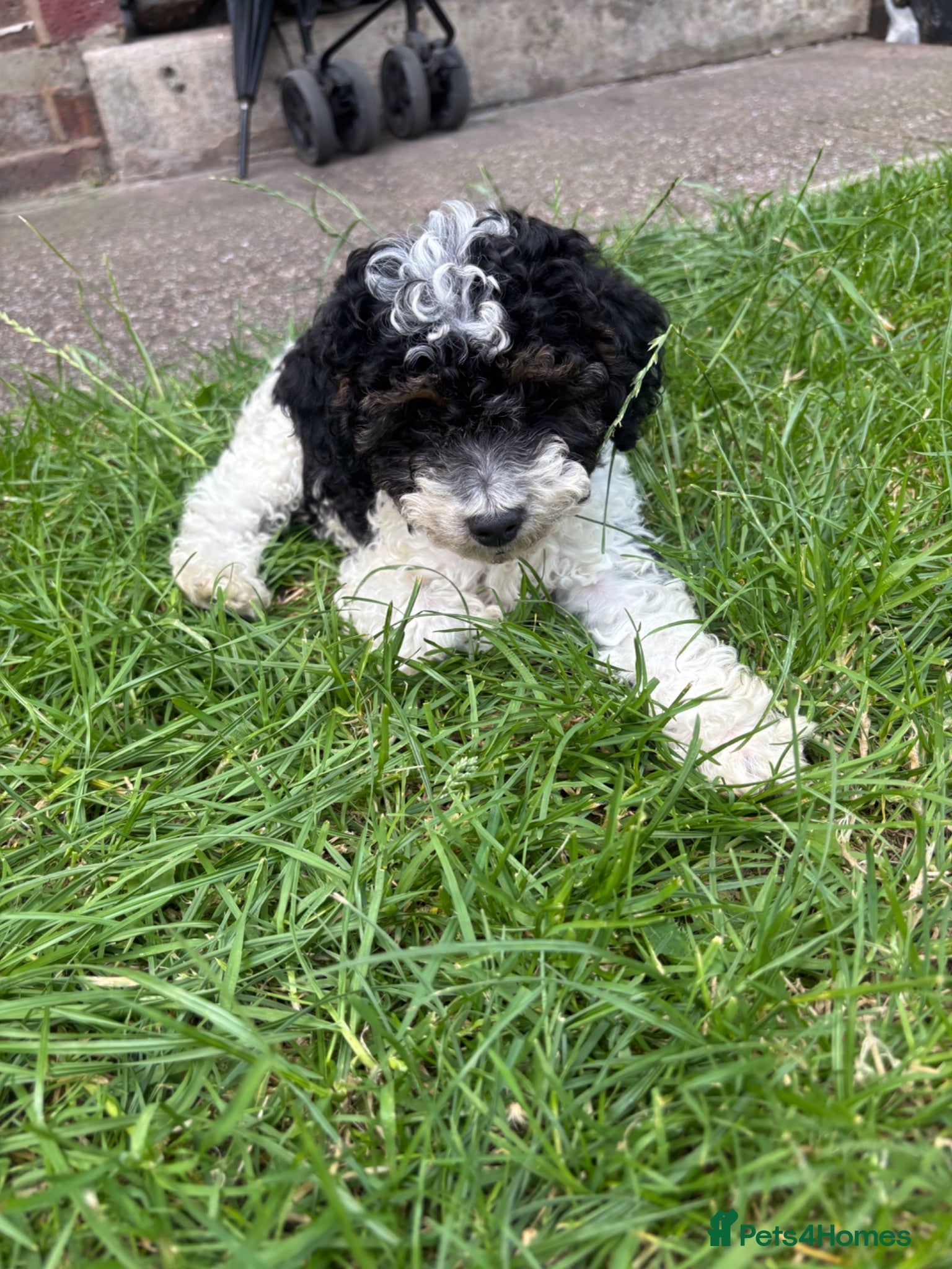 Cavapoo dogs 1 cavapoo girl left 🩷 - Advert 2