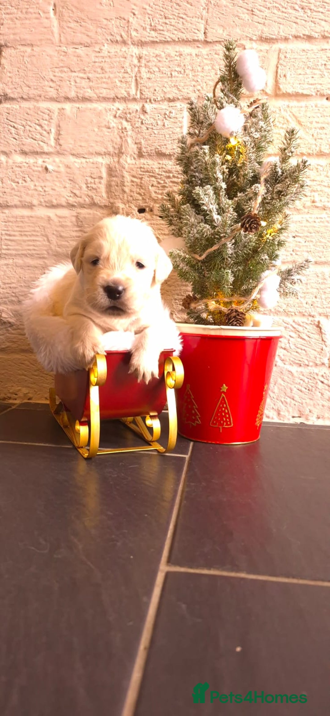 Golden Retriever dogs for sale: KCGolden Retriever pups,polish and Ukrainian lines - Advert 13