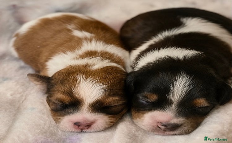 Shihpoo dogs - Advert 1