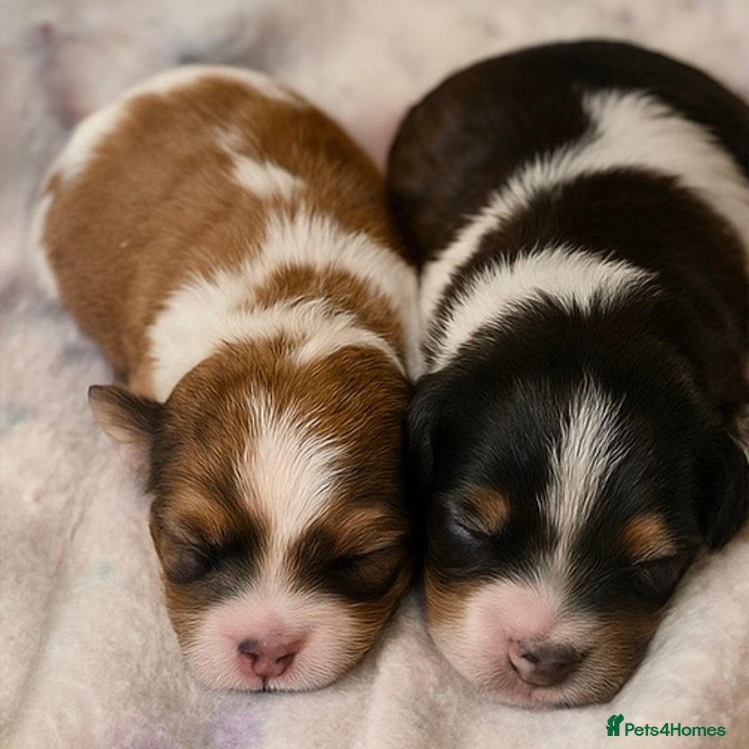 Shihpoo dogs for sale: Imperial Toy shihpoo puppies  - Image 1