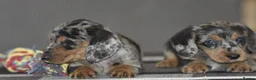 Dachshund dogs for sale: Stunning dachshund pups - Advert 11