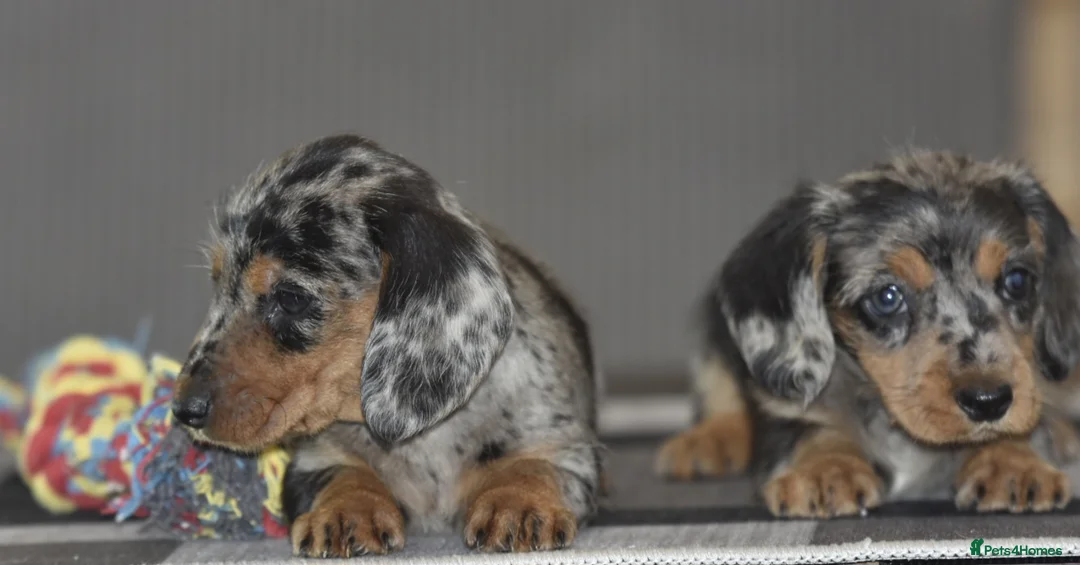Dachshund dogs for sale: Stunning dachshund pups - Advert 11