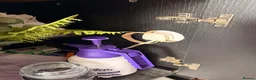Rat Snake reptiles for sale: Russian rat snake complete with bio-active viv in Coalville - Advert 2