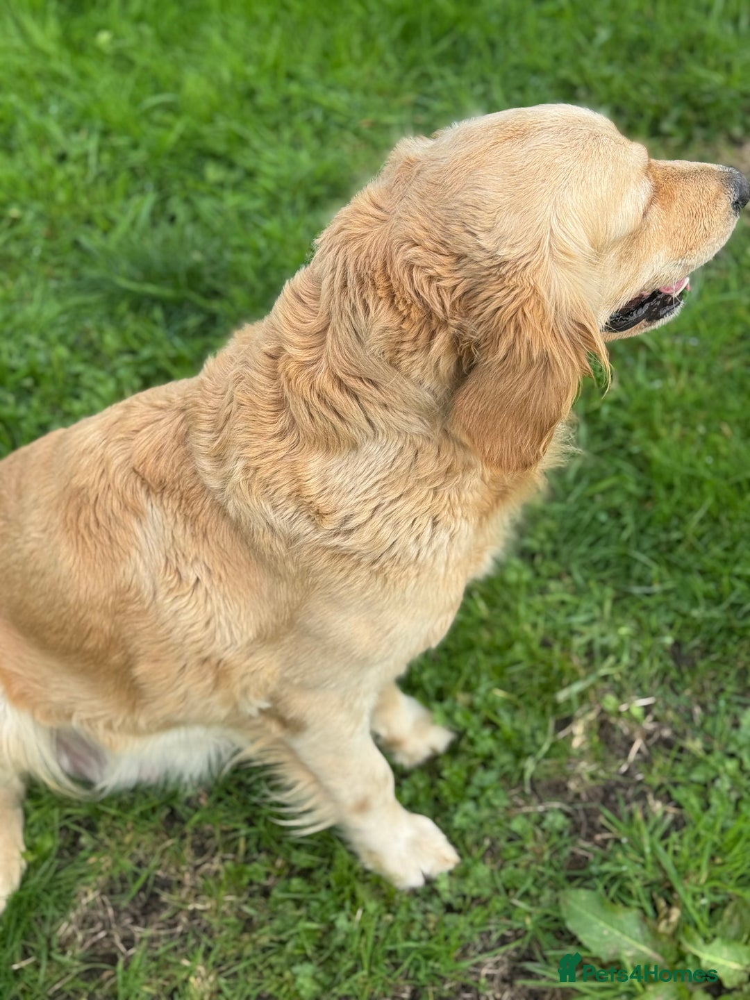 Golden Retriever dogs for sale: QUALITY KC GOLDEN RETRIEVERS  - Image 7