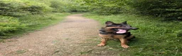 German Shepherd dogs for sale: German Shepherd  in Bilston - Advert 11