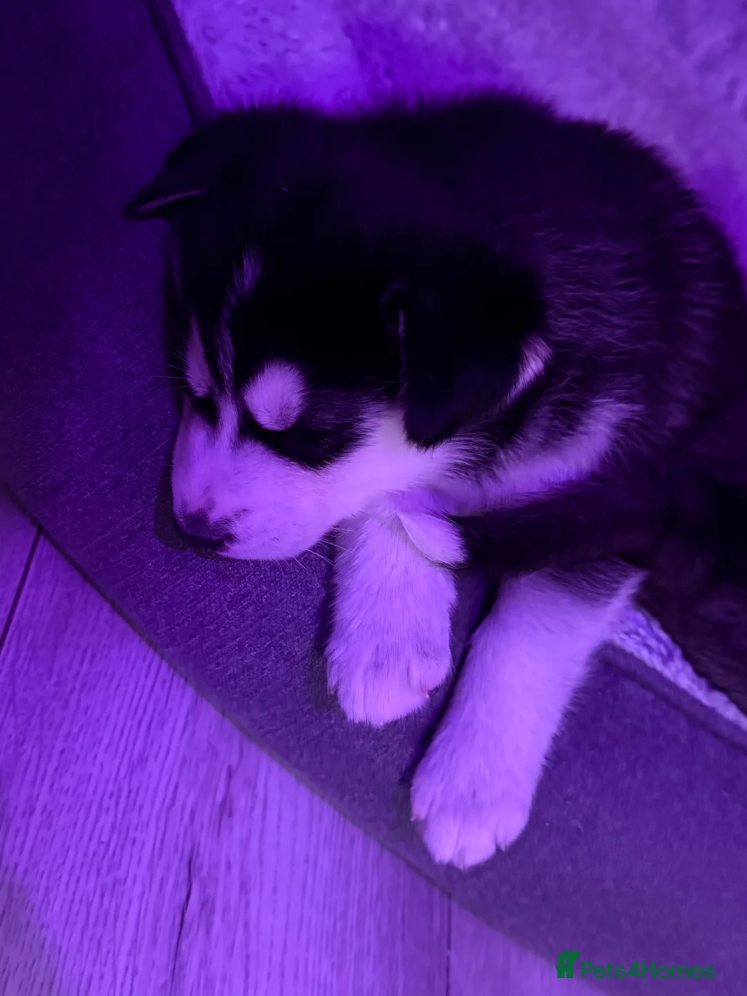 Siberian Husky dogs for sale: Gorgeous, Healthy & Fully Insured Siberian puppies in Stanmore - Advert 5