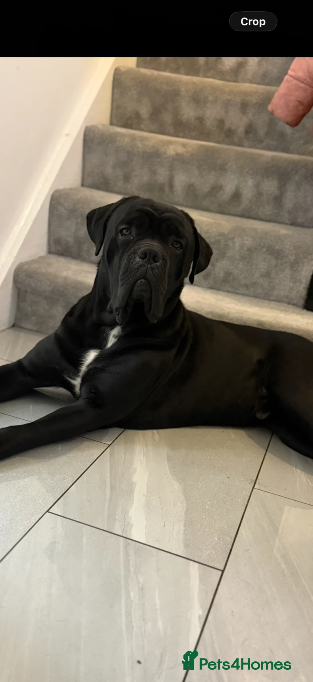 Cane Corso dogs for stud: Cane corso stud!  in Sheffield - Advert 2