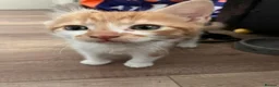 Domestic Shorthair cats for sale: 2 Domestic Shorthairs  - Advert 7