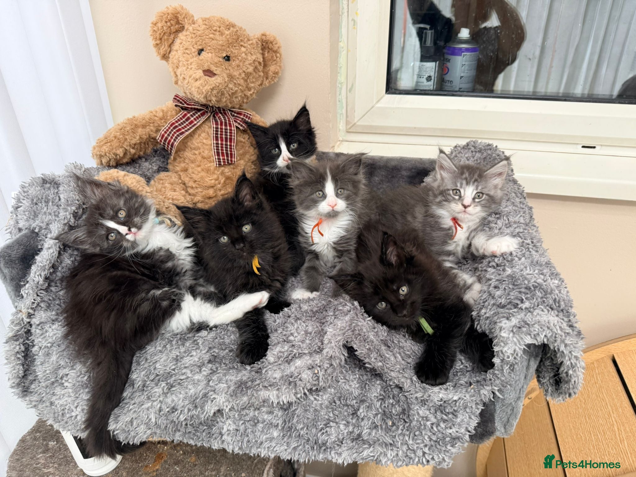 Maine Coon cats 6 Beautiful pedigree TICA reg Maine Coon kittens - Advert 2