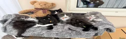Maine Coon cats for sale: 6 Beautiful pedigree TICA reg Maine Coon kittens - Advert 1