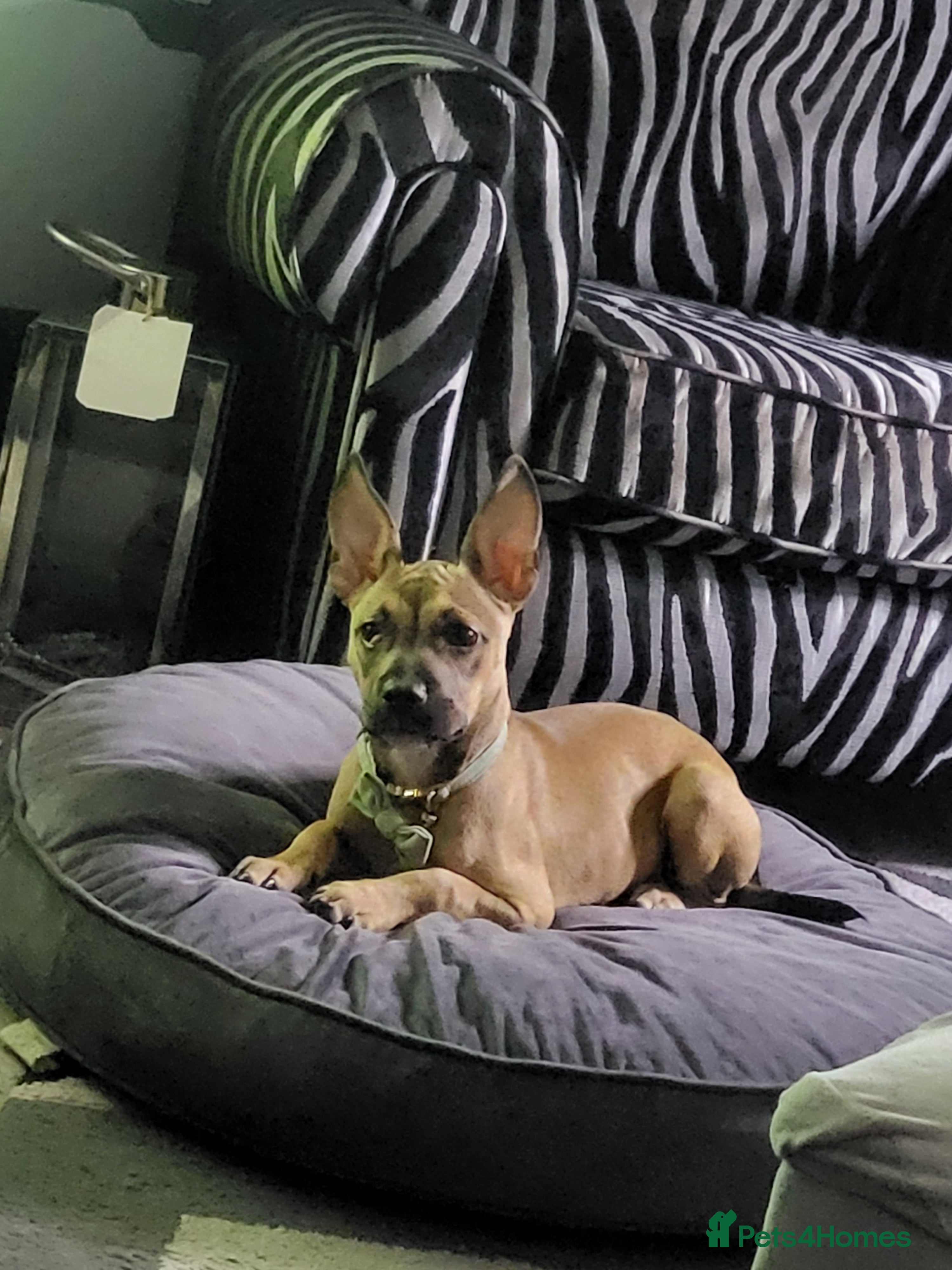 Mixed Breed dogs Mixed staff/ French bulldog - Advert 1