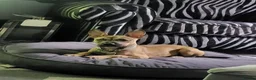 Mixed Breed dogs for sale: Mixed staff/ French bulldog - Advert 1