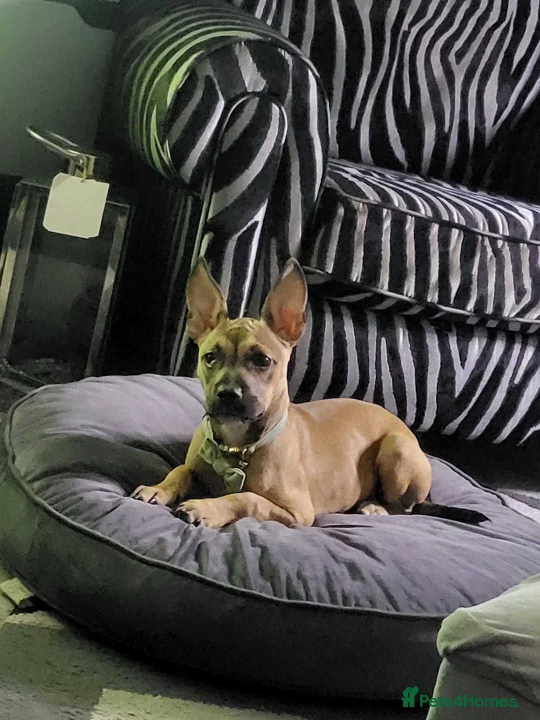 Mixed Breed dogs for sale: Mixed staff/ French bulldog - Advert 1