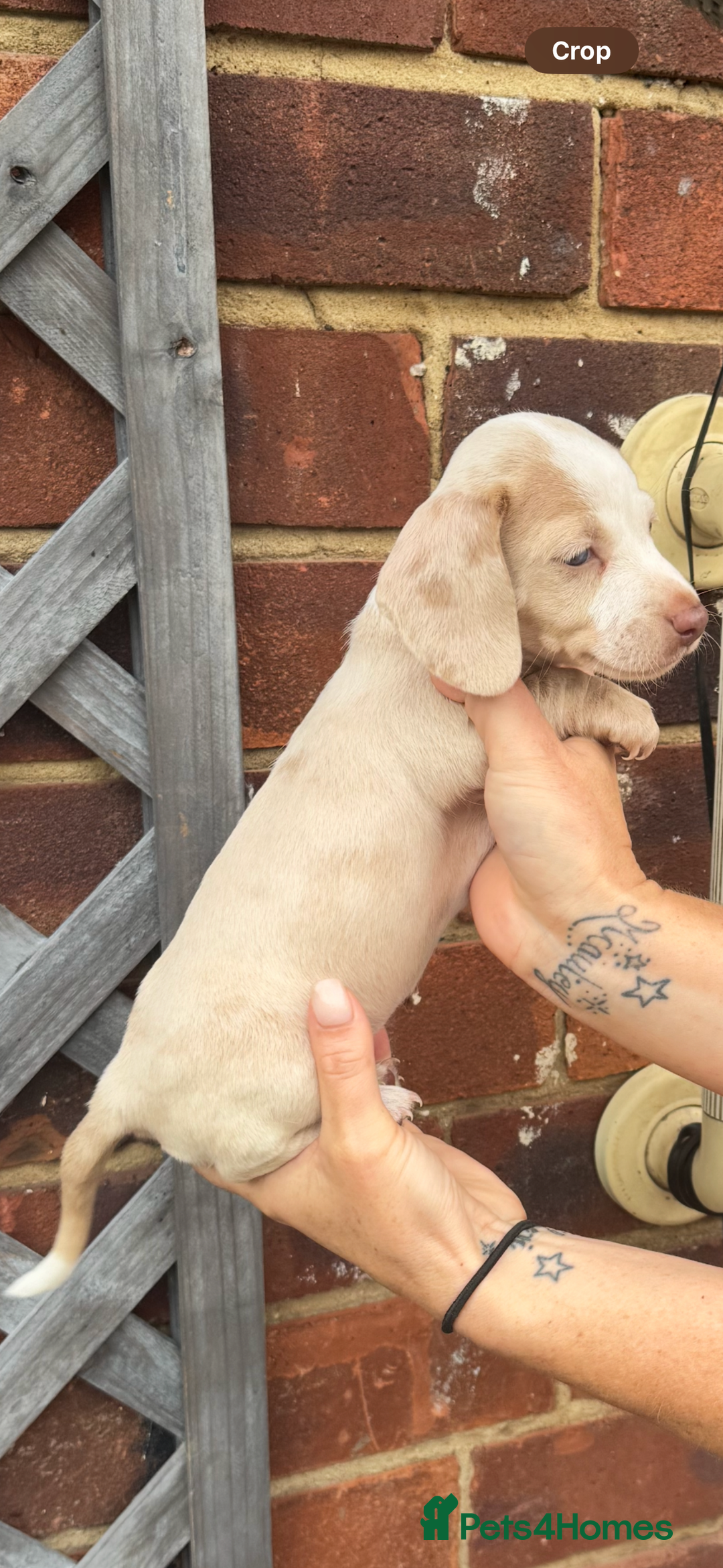 Miniature Dachshund dogs for sale: Kc reg miniature dachshund  - Image 3