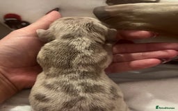 Miniature Dachshund dogs for sale: Beautiful litter of miniature dachshund  - Advert 19