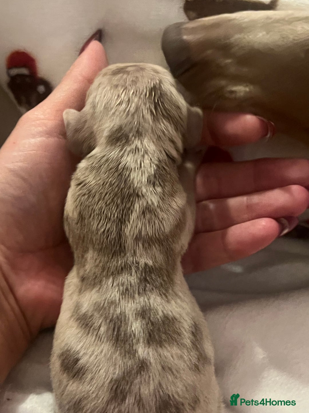 Miniature Dachshund dogs for sale: Beautiful litter of miniature dachshund  - Advert 19