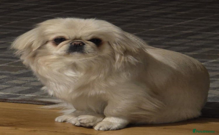 Pekingese dogs Beautiful White Female Pekingese – 2 Years Old - Advert 1