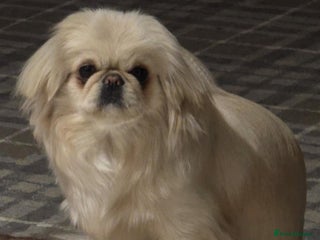 Pekingese dogs for sale: Beautiful White Female Pekingese – 2 Years Old - Advert 1