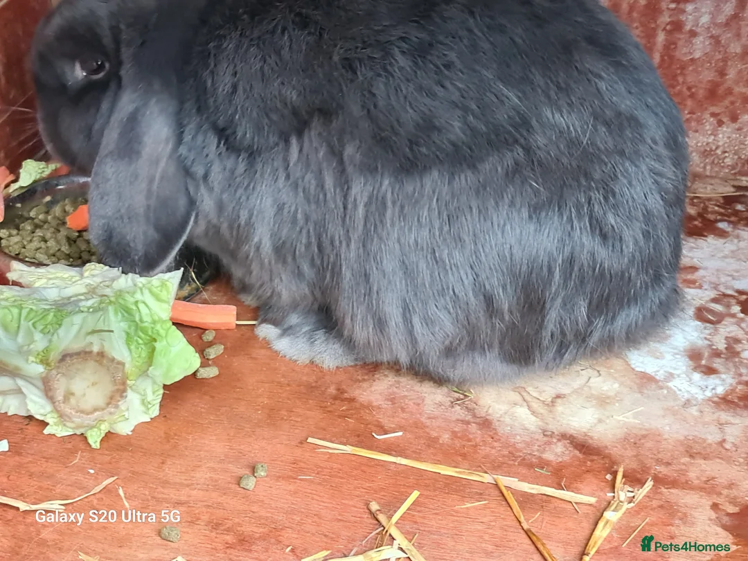 Mini Lop rabbits for sale: 3 Mini Lop Rabbits plus hutch - Advert 3