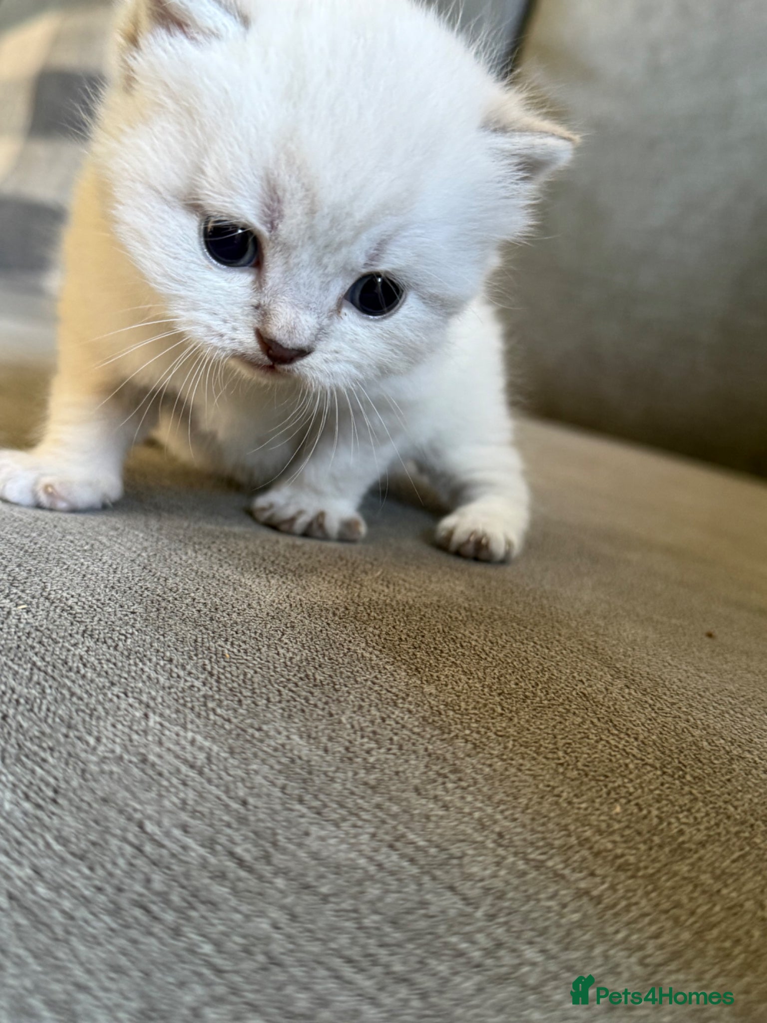 British Shorthair cats British shothair cute kittens  - Advert 16