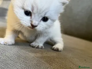 British Shorthair cats British shothair cute kittens - Advert 16