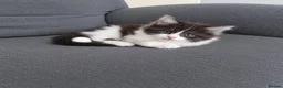 Maine Coon cats for sale: ¾ Maine coon kittens  - Advert 3