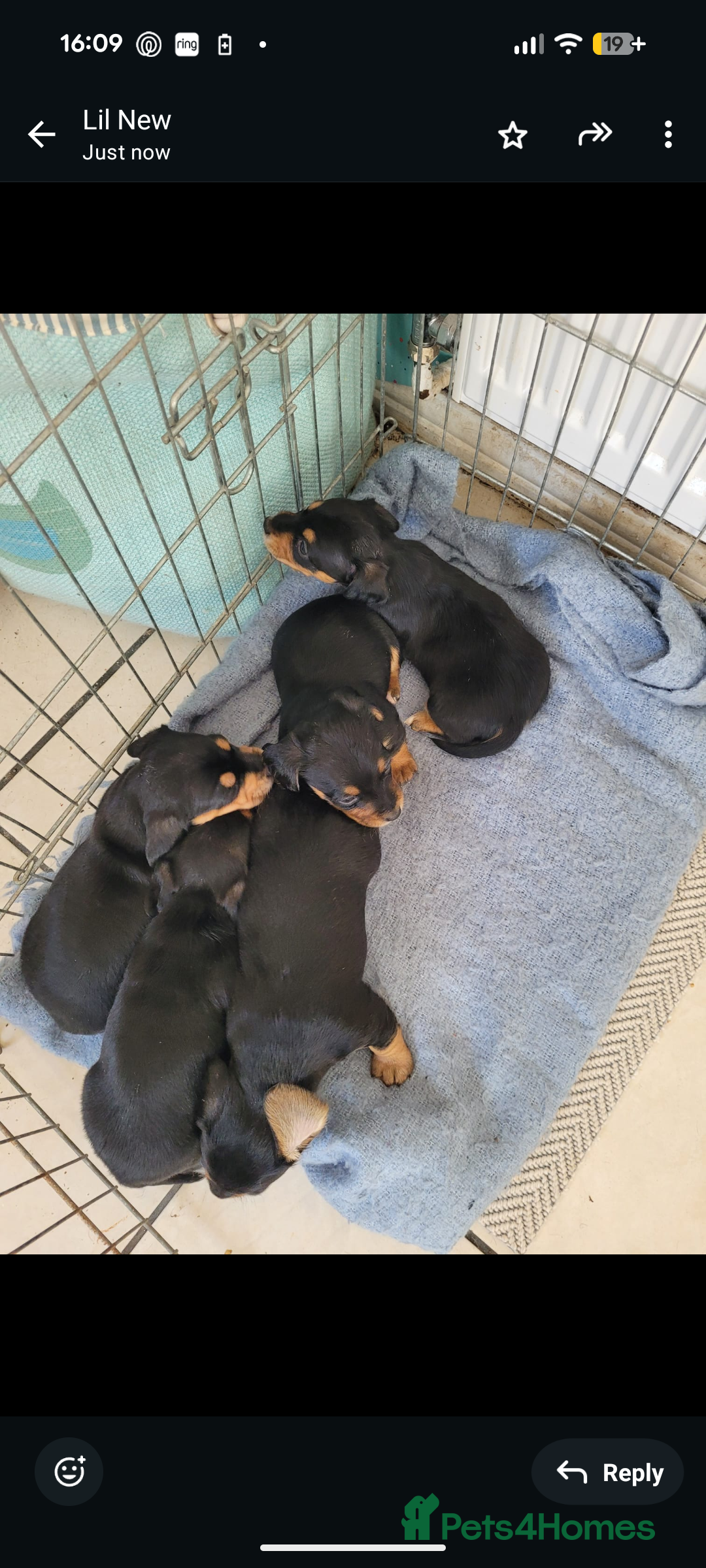 Mixed Breed dogs for sale: Beautiful pups  - Image 3