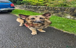 German Shepherd dogs for stud: Kaizer available for Stud - Image 9