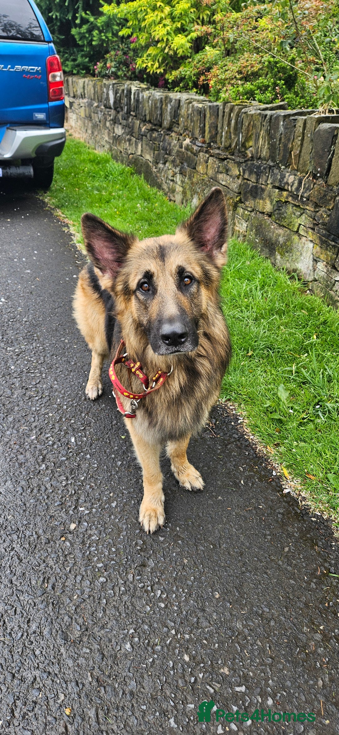 German Shepherd dogs for stud: Kaizer available for Stud - Image 9