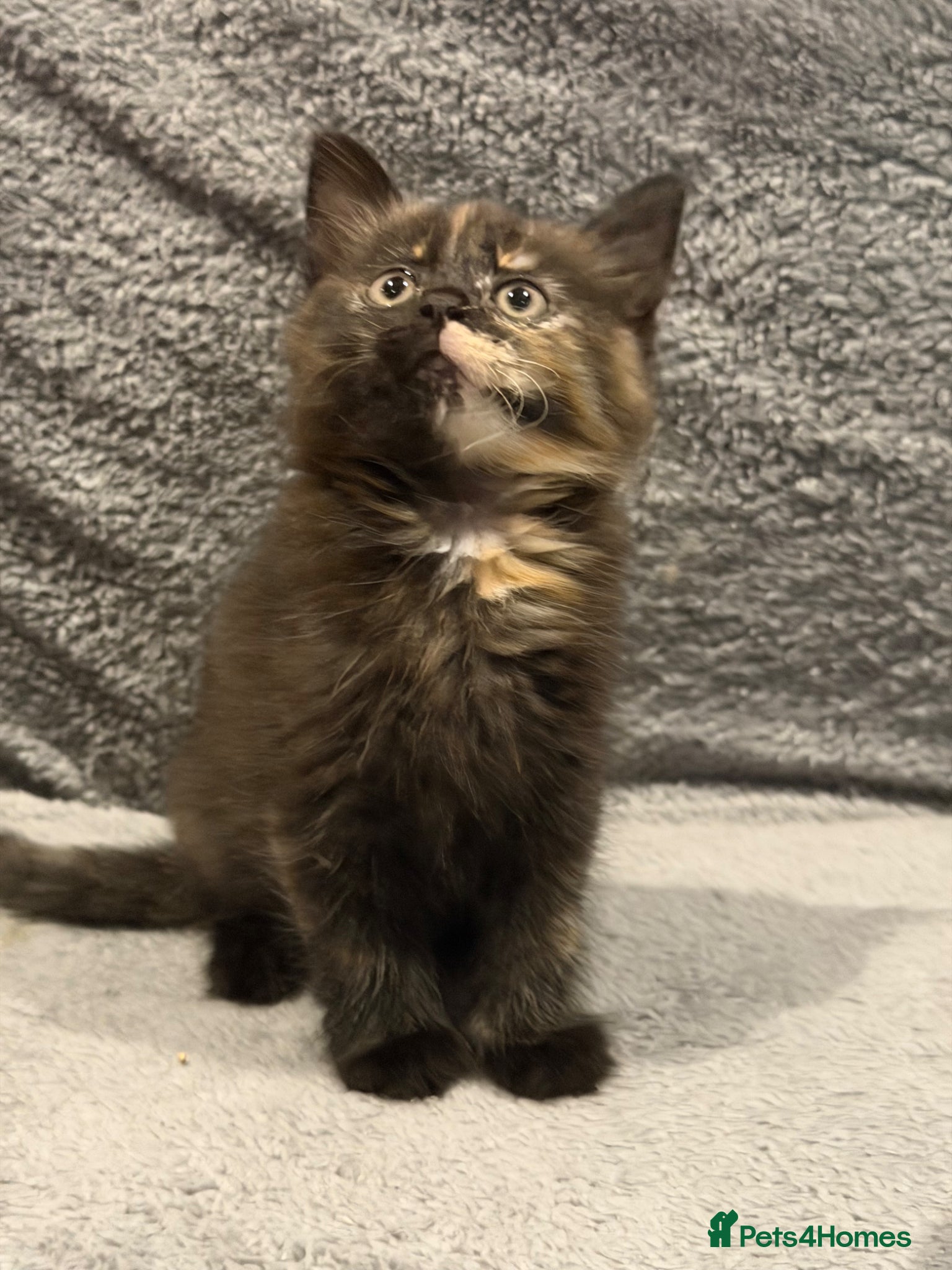 Mixed Breed cats for sale: Two beautiful kittens looking homes 🐾🤍 - Advert 5
