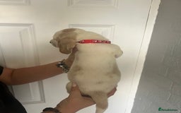 Basset Hound dogs for sale: Lemon and white basset pups - Image 12