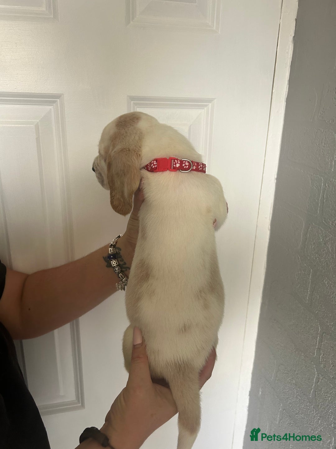 Basset Hound dogs for sale: Lemon and white basset pups - Image 12
