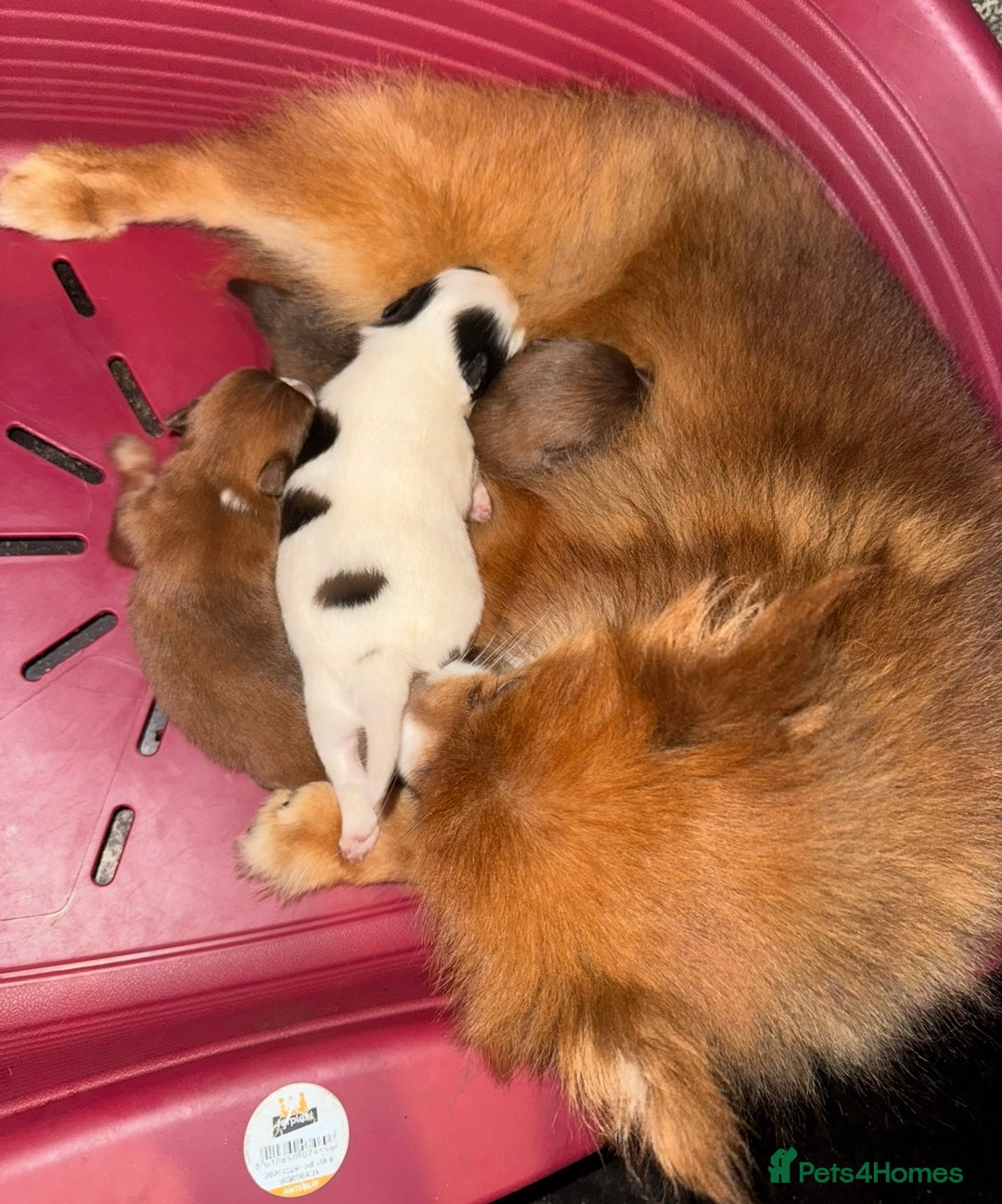 Pomeranian dogs for sale: Pomeranian - Image 2