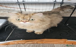 Persian cats for sale: Persian kittens for sale - Image 20