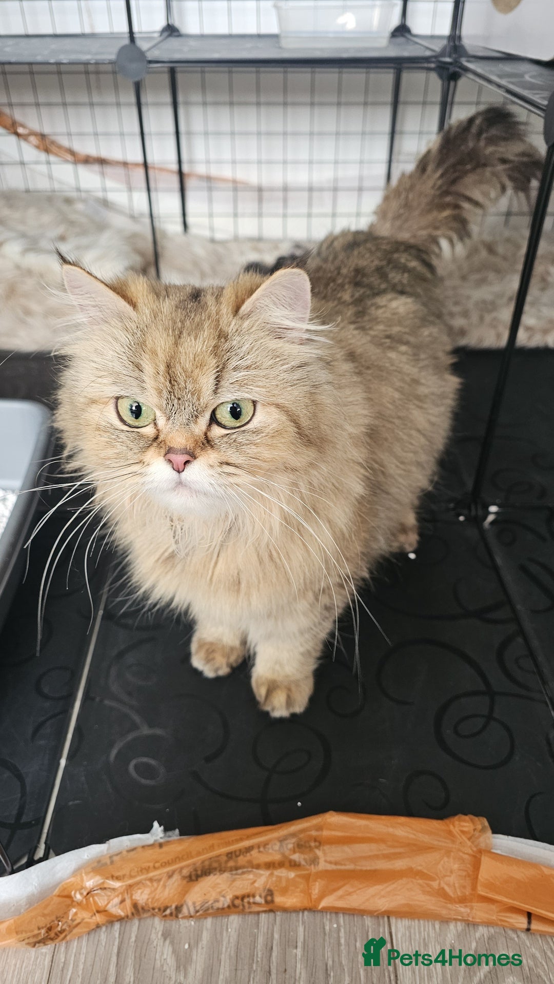 Persian cats for sale: Persian kittens for sale - Image 20