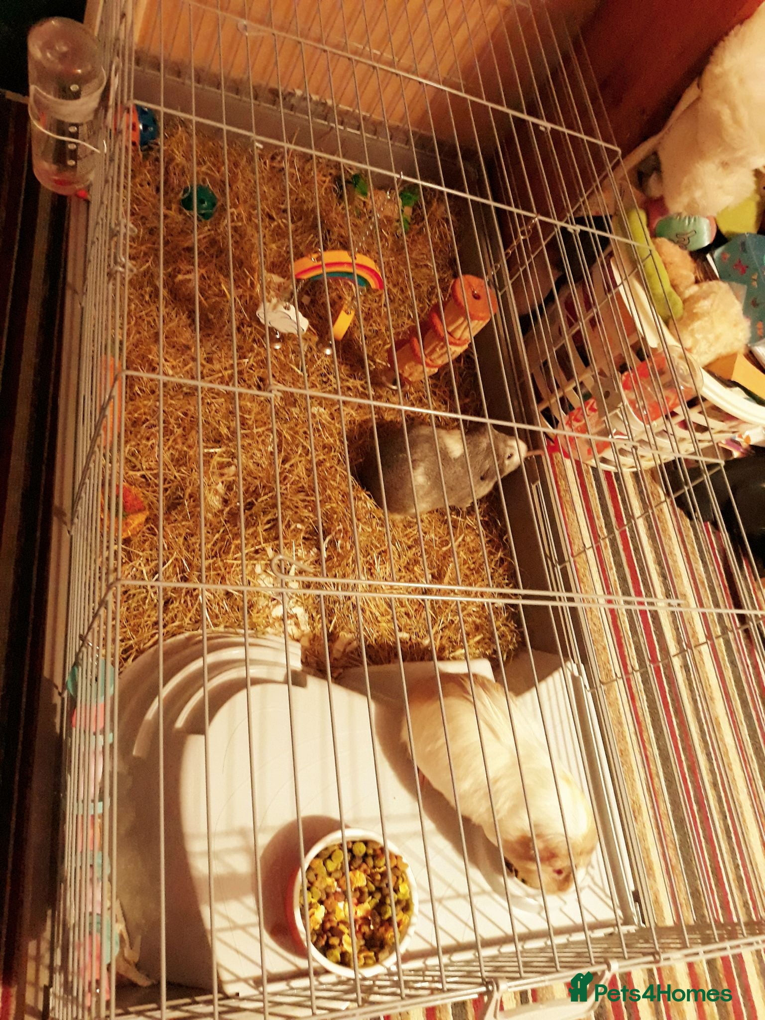 Guinea Pig rodents Miss laura  - Advert 6