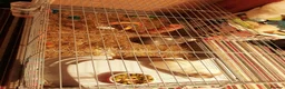 Guinea Pig rodents for sale: Miss laura  - Advert 1