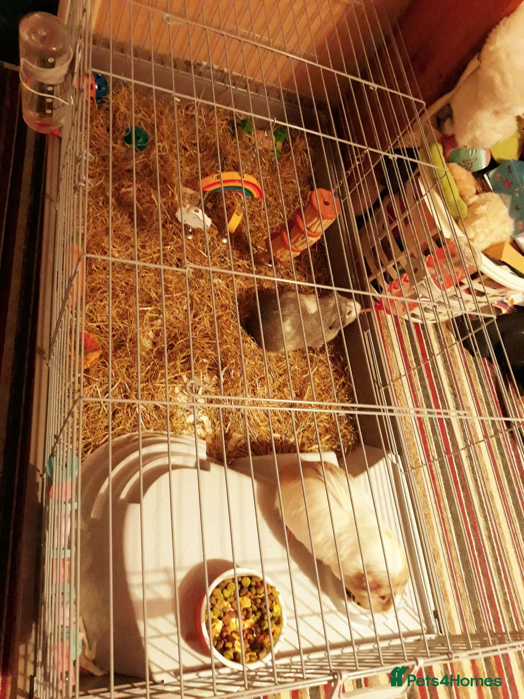 Guinea Pig rodents for sale: Miss laura  - Advert 1